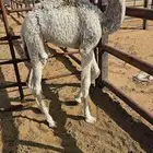 حشو تربيه اثنين