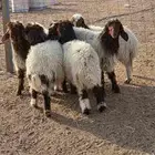 رخال نعيم للبيع