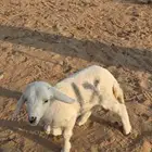 رخل داغور طيبه