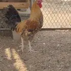 ديك بلدي نادر