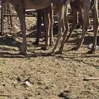 قعدان للبيع