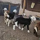 بهم نجد تم البيع