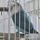 روز ذكر للبيع غير اليف بصحة جيدة