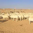 غنم حرش طيبه صنف الصنف خلفات 79 معاها فحلين تحتها من بهم 75