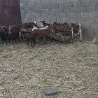 ماشاء الله تبارك الله تيوس محايل عسير مخصى شرط نظافة