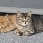 للتبني قطه