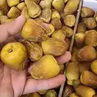 سكري مفتل ملكي وجالكسي سكري