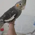 كروان أليف مفطوم أليف