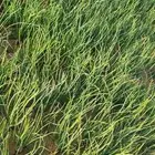 بصل بلدي حساوي اخضر اشراب