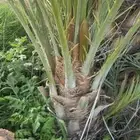 نخل مثمره فراخه جثايث مثمره فسائل للبيع 2026