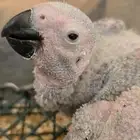 فروخ كاسكو كنقو انتاج محلي تم البيع