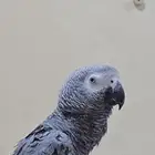 ببغاء الكاسكو الرمادي حجم جامبو