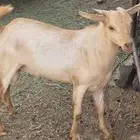 تيس أملح مشروع فحل
