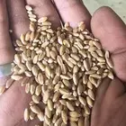 قمح ( بر معية ) عضوي