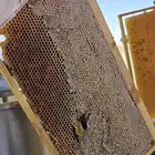 عسل   طلح حائل