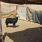 رخال نجديه