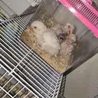 فروخ روز طيور الحب