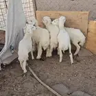 خرفان البيع