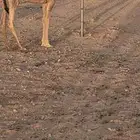 للبيع بكره حواره شقحا