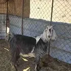 عنز رباع حايل تم البيع