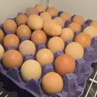 بيض دجاج   تعليف ممتاز