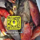 سمك طازج من صيدي