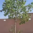 شجرة زينه لسان العصفور
