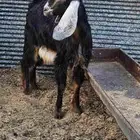 جفار البيع