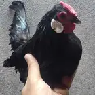 ديك رواز مخدد