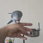 للبيع ببغاء كويكر اليف و متكلم ولا يعض