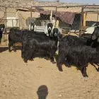 تم البيع
