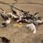 بط للبيع ودجاجتين براهما