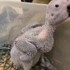 فروخ كاسكو انتاج محلي اقساط