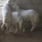 خاروف ورخلين طيبات