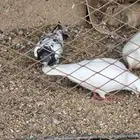 حمام فرنسي وبط بكيني للبيع