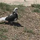 حمام للبيع