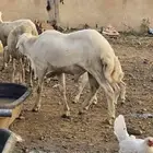 كبش فحل