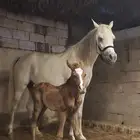 فرس مصرية بيرو معاها مهر