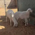 طلي ورخل شحم