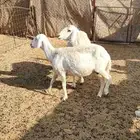 شياه دفيع للبيع