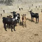 تيوس مخصى العدد 5