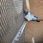 للبيع طيور باكستاني