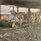 طليان عدد 12 فل الفل نظيفه علفها شعير وبرسيم