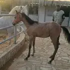 للبيع مهر واهو