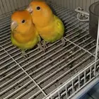جوز روز أرنج أبلاين
