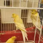 10 ذكور كناري مغرده