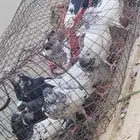 حمام باكستاني وموجود قطايف