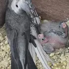 كرواون هولندي