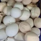 بيض دجاج مخصب