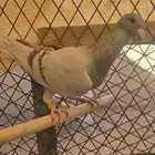 انث هومر للبيع